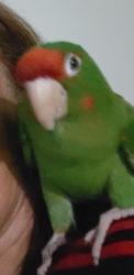 Lost Female Bird last seen Brookhurts and Lincoln, Anaheim, CA 92804