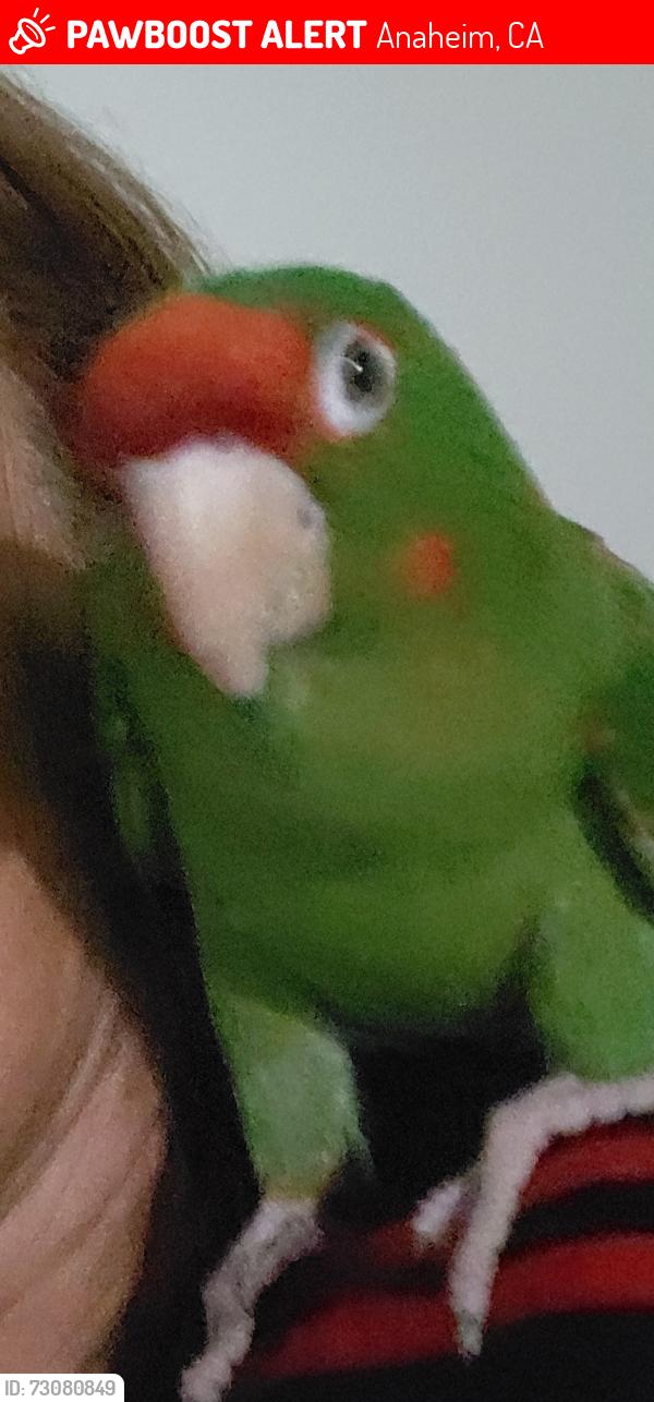 Lost Female Bird last seen Brookhurts and Lincoln, Anaheim, CA 92804