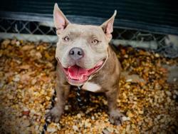 Shelter Stray Male Dog last seen , 2769 Conroy Rd, Orlando, FL 32839, USA