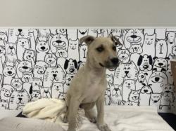 Shelter Stray Female Dog last seen , 957 N Gaffey St, San Pedro, CA 90731, USA