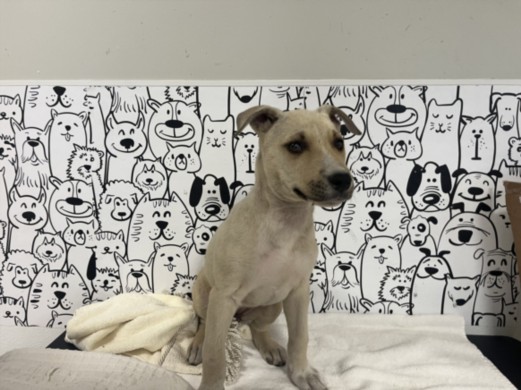 Shelter Stray Female Dog last seen , 957 N Gaffey St, San Pedro, CA 90731, USA