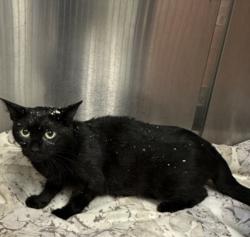 Shelter Stray Female Cat last seen , 957 N Gaffey St, San Pedro, CA 90731, USA