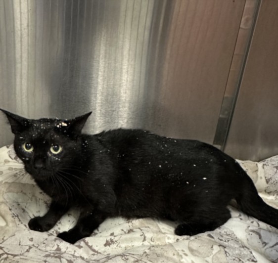 Shelter Stray Female Cat last seen , 957 N Gaffey St, San Pedro, CA 90731, USA