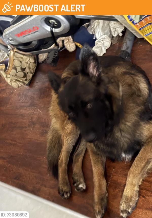 Found/Stray Male Dog last seen Mobil gas station, Bear Creek Village, PA 18702