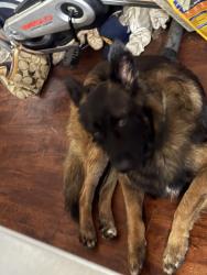 Found/Stray Male Dog last seen Mobil gas station, Bear Creek Village, PA 18702