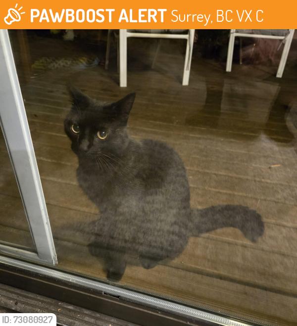 Found/Stray Unknown Cat last seen Panorama ridge, Surrey, BC V3X 3C7