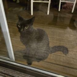 Found/Stray Unknown Cat last seen Panorama ridge, Surrey, BC V3X 3C7
