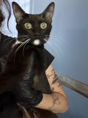 Shelter Stray Female Cat last seen ABANDONED AT SHELTER, 333 Chandler Pl, San Bernardino, CA 92408, USA