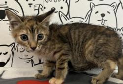 Shelter Stray Female Cat last seen , 1850 W 60th St, Los Angeles, CA 90047, USA