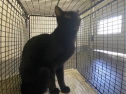 Shelter Stray Female Cat last seen , 1850 W 60th St, Los Angeles, CA 90047, USA