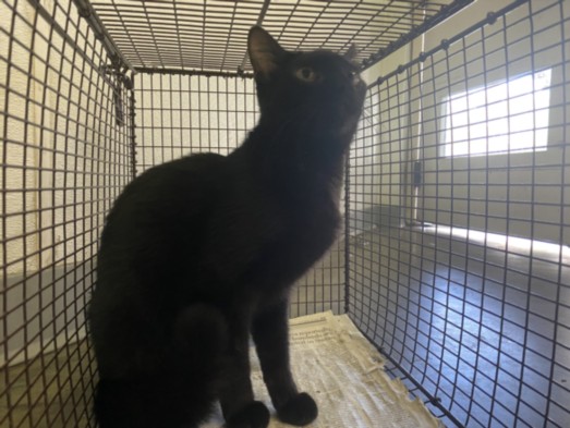 Shelter Stray Female Cat last seen , 1850 W 60th St, Los Angeles, CA 90047, USA