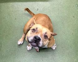 Shelter Stray Female Dog last seen Near BLOCK NW 98 ST, 3599 NW 79th Ave, Doral, FL 33122, USA