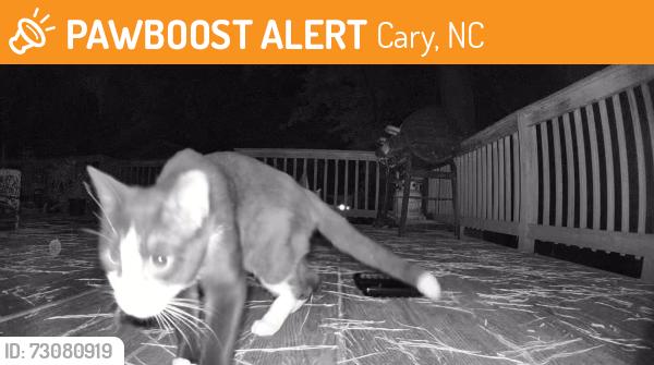 Found/Stray Unknown Cat last seen Old apex and high hse road, Cary, NC 27511