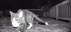 Found/Stray Unknown Cat last seen Old apex and high hse road, Cary, NC 27511