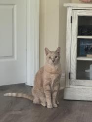 Lost Male Cat last seen Three oaks parkway and Corkscrew rd, Estero, FL 33928