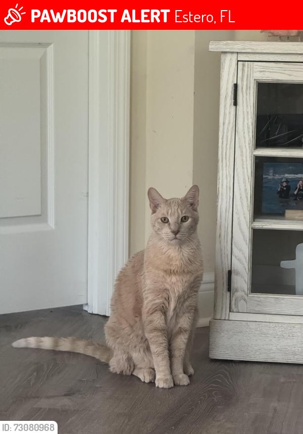 Lost Male Cat last seen Three oaks parkway and Corkscrew rd, Estero, FL 33928