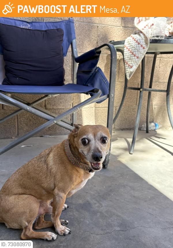Found/Stray Male Dog last seen PLS checks cashers, Mesa, AZ 85210