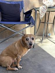 Found/Stray Male Dog last seen PLS checks cashers, Mesa, AZ 85210