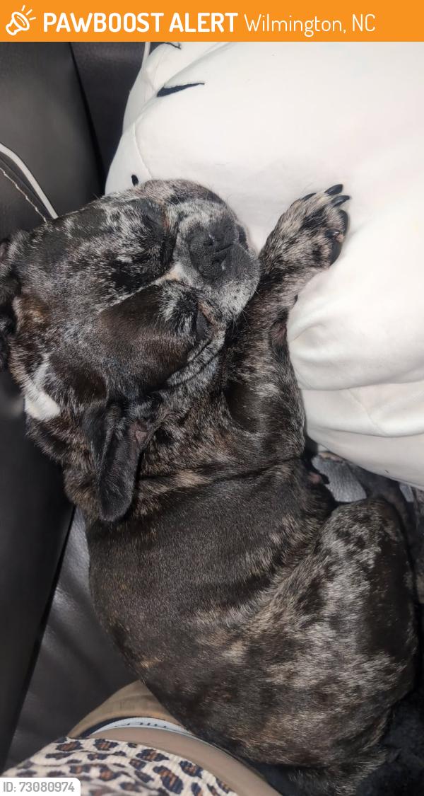 Found/Stray Female Dog last seen The Coastal apmts Wilmington, Wilmington, NC 28403