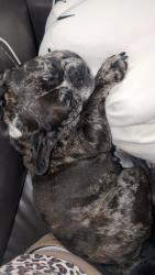 Found/Stray Female Dog last seen The Coastal apmts Wilmington, Wilmington, NC 28403