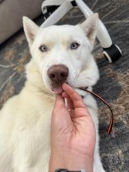Found/Stray Male Dog last seen Woodglen st, Mesquite, TX 75149