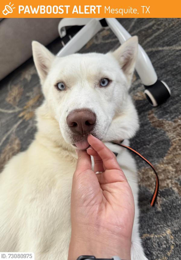 Found/Stray Male Dog last seen Woodglen st, Mesquite, TX 75149