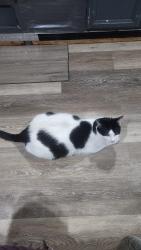 Lost Female Cat last seen Elmira, Aurora, CO 80010