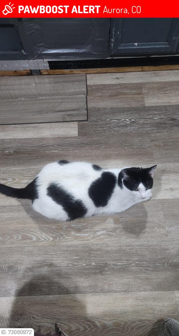 Lost Female Cat last seen Elmira, Aurora, CO 80010