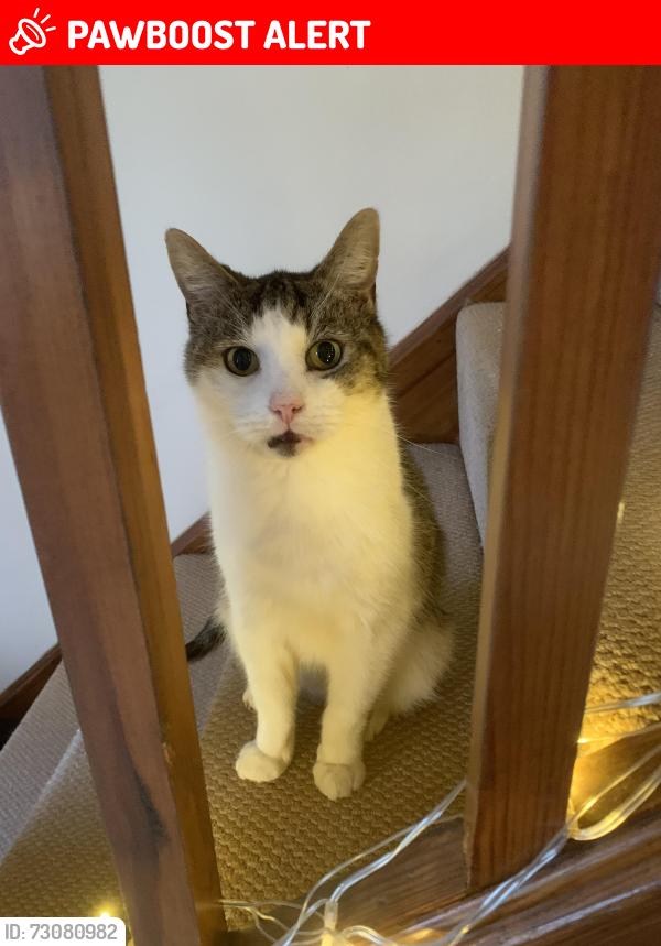 Lost Male Cat last seen Raddlebarn Road, West Midlands, England 