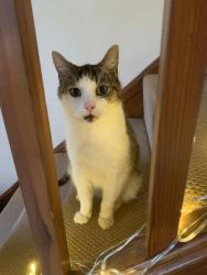 Lost Male Cat last seen Raddlebarn Road, West Midlands, England 