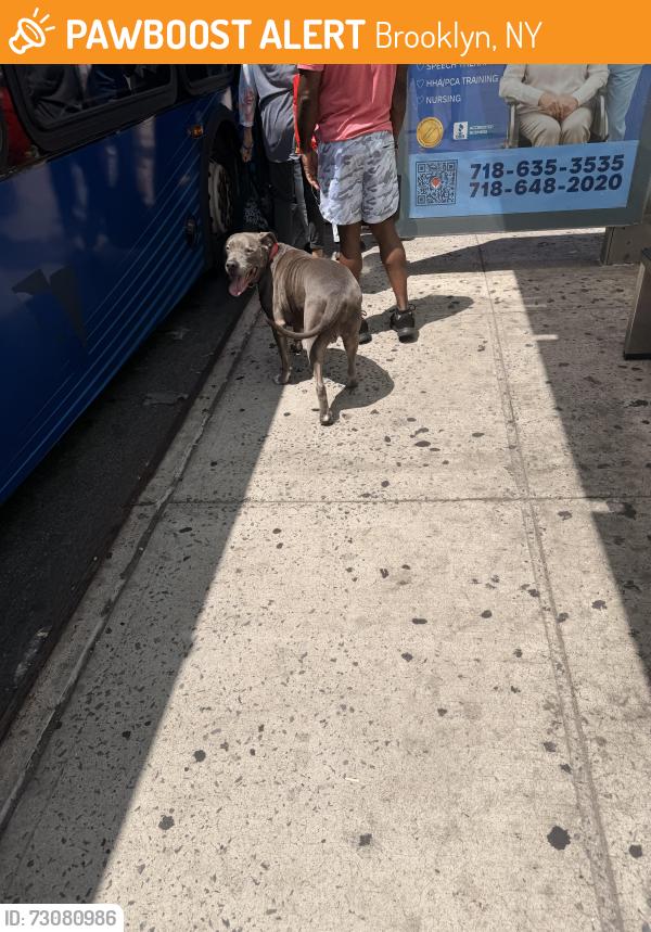 Found/Stray Unknown Dog last seen Trying to get on bus the B82 was also in TD Bank , Brooklyn, NY 11234