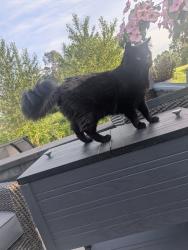 Lost Male Cat last seen Benston and 114th, Puyallup, WA 98372