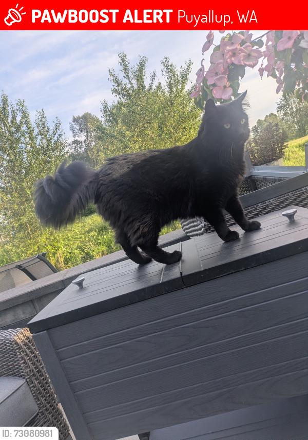 Lost Male Cat last seen Benston and 114th, Puyallup, WA 98372