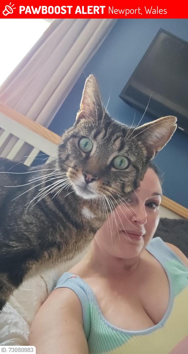 Lost Male Cat last seen Archibald street , Newport, Wales 