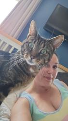 Lost Male Cat last seen Archibald street , Newport, Wales 