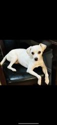 Reunited Male Dog last seen Near W César E Chávez Blvd, San Antonio, TX 78207, USA, San Antonio, TX 78207