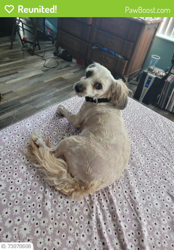 Reunited Male Dog last seen Fulton, Largo, FL 33771