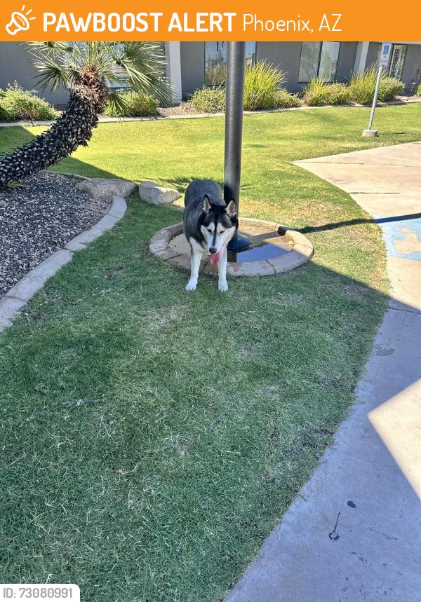 Found/Stray Unknown Dog last seen N 38th street and bell road., Phoenix, AZ 85032