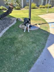Found/Stray Unknown Dog last seen N 38th street and bell road., Phoenix, AZ 85032