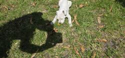 Reunited Female Dog last seen 18th Street  and Avenue E, Fort Pierce, FL 34950