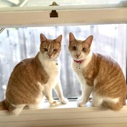 Reunited Female Cat last seen San Pedro and The Alameda, Berkeley, CA 94707