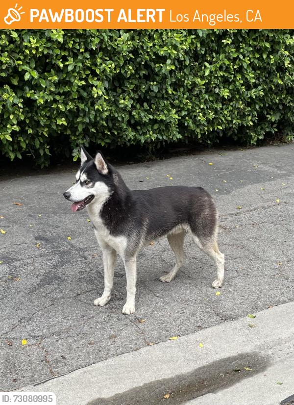 Found/Stray Unknown Dog last seen Reseda and Keswick, Los Angeles, CA 91335