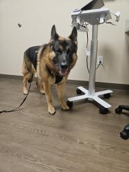 Lost Male Dog last seen Rockville Rd and Country Club Rd, Indianapolis, IN 46214
