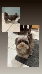 Lost Female Dog last seen FENTON AVE, REMINGTON ST, Los Angeles, CA 91342