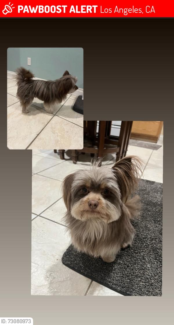 Lost Female Dog last seen FENTON AVE, REMINGTON ST, Los Angeles, CA 91342