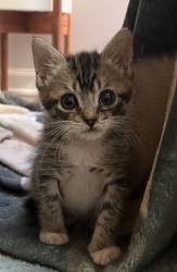 Shelter Stray Male Cat last seen Near Bridle Bluff Stone Mountain, GA 30083, 30083, GA, 3280 Chamblee Dunwoody Rd, Chamblee, GA 30341, USA