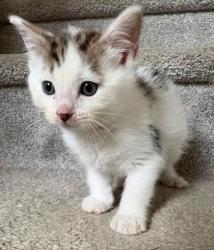 Shelter Stray Male Cat last seen Near Velma Ct Ellenwood Georgia 30294, 30294, GA, 3280 Chamblee Dunwoody Rd, Chamblee, GA 30341, USA