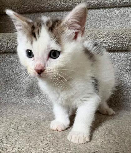 Shelter Stray Male Cat last seen Near Velma Ct Ellenwood Georgia 30294, 30294, GA, 3280 Chamblee Dunwoody Rd, Chamblee, GA 30341, USA