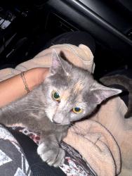 Found/Stray Female Cat last seen Valle Verde and Windmill, Henderson, NV 89074