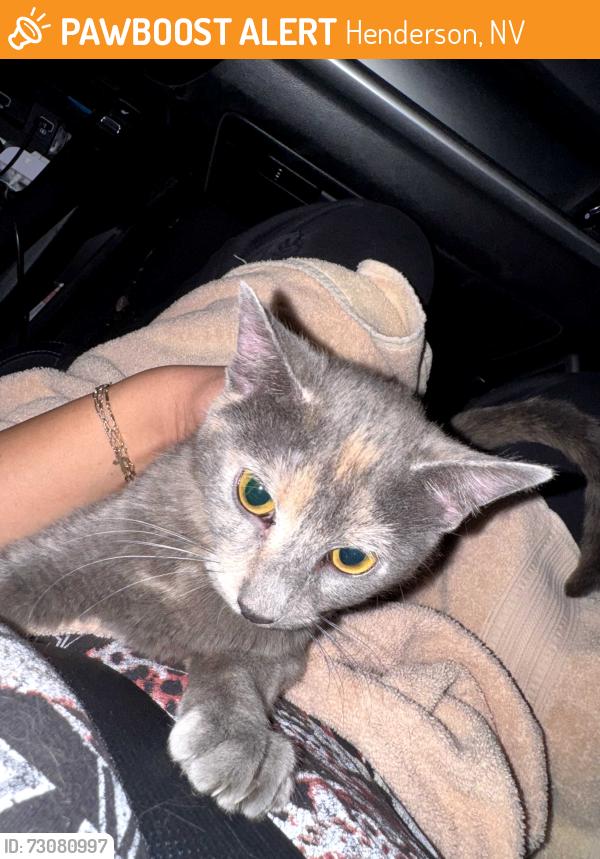 Found/Stray Female Cat last seen Valle Verde and Windmill, Henderson, NV 89074